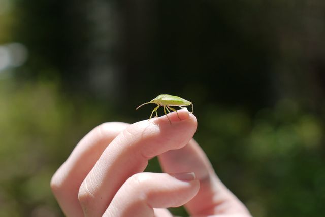 stink bug