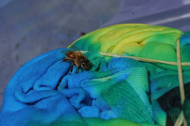 all the sweet honey bees.... like fluffs floating in the breeze. i love them