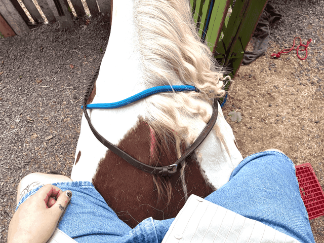neigh