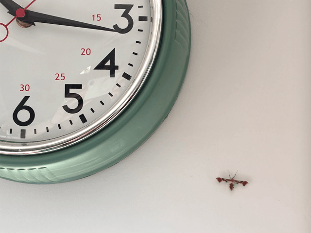 moth and clock