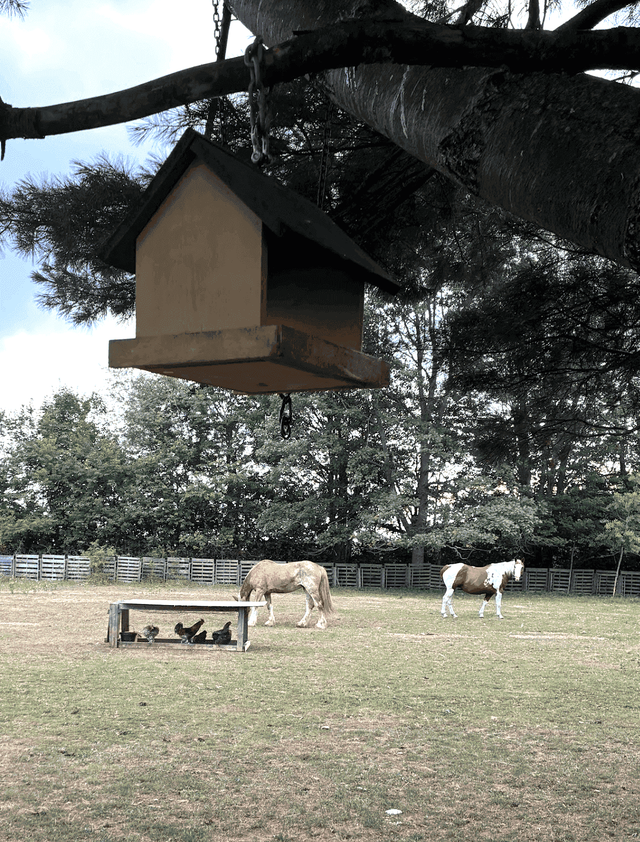 neigh