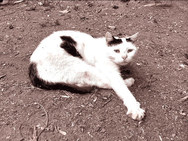bitey
