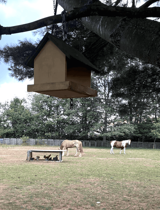 neigh