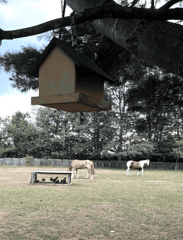 neigh