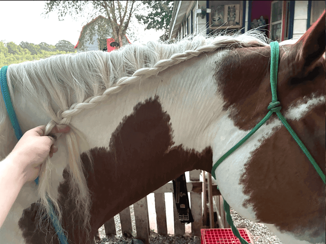 braided mane