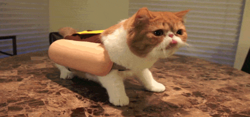 CatDog