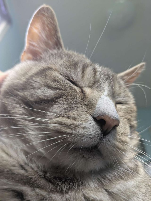 A cat named iggy looking content